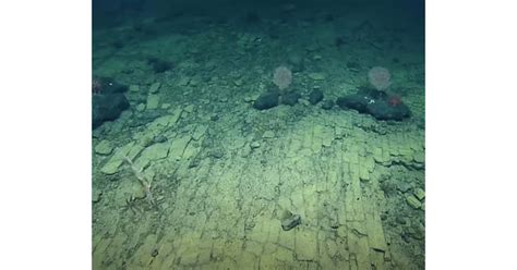 leak in pacific ocean|Scientists Stumble Upon A Leak At The Bottom Of。